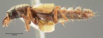 Media type: image;   Entomology 6525 Aspect: habitus lateral view